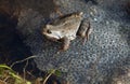 Common Frog Royalty Free Stock Photo