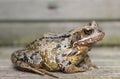 Common Frog Royalty Free Stock Photo