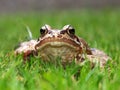 Common Frog Royalty Free Stock Photo