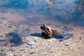 Common frog, brown frog (Rana temporaria) female in spring Royalty Free Stock Photo