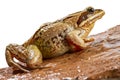 Common frog close-up sits on a red wet stone, white background Royalty Free Stock Photo