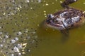 Common frog closeup in pond