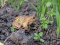 Common frog on a dig box