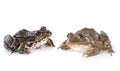 Common frog Royalty Free Stock Photo