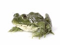 Common frog Royalty Free Stock Photo