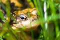 Common frog hiding in grass Royalty Free Stock Photo