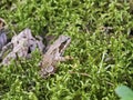 Common frog Royalty Free Stock Photo