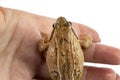 Common frog light brown climbs on a female hand, the concept of finding a partner or spouse