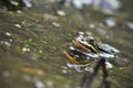 Common frog looking out of water Royalty Free Stock Photo