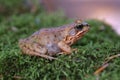 Common Frog on moss Royalty Free Stock Photo