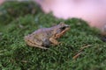 Common Frog on moss - macro shot Royalty Free Stock Photo
