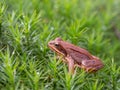 Common frog in the moss, Rana temporaria Royalty Free Stock Photo