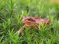 Common frog in the moss, Rana temporaria Royalty Free Stock Photo