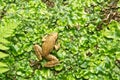 Common Frog on musk Rana Dalmatina Agile