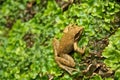 Common Frog on musk Rana Dalmatina Agile