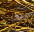 Common frog peeking its head above water Royalty Free Stock Photo