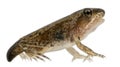 Common Frog, Rana temporaria Royalty Free Stock Photo