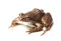 Common frog (Rana temporaria) Royalty Free Stock Photo