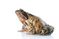 Common Frog, Rana temporaria