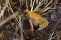 Common Frog Rana temporaria in a swamp, natural habitat Royalty Free Stock Photo