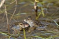 Common frog (Rana temporaria) Royalty Free Stock Photo