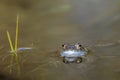 Common frog (Rana temporaria) Royalty Free Stock Photo