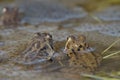 Common frog (Rana temporaria) Royalty Free Stock Photo