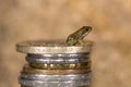 Common frog (Rana temporaria) froglet on stack of coins