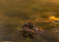Common frog, Rana temporaria, in a garden pond in Norway. View from the side, reflection of frog in water. April, spring