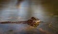 Common frog, Rana temporaria, in a garden pond in Norway. View from the side, reflection of frog in water. April, spring