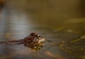 Common frog, Rana temporaria, in a garden pond in Norway. View from the side, reflection of frog in water. April, spring