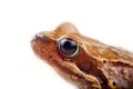 Common frog, half-length portrait, isolated on white background Royalty Free Stock Photo