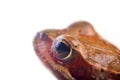 Common frog, half-length portrait, isolated on white background Royalty Free Stock Photo