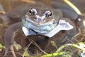 Common Frog - Rana Temporaria - In its Fabulous Mating Colours