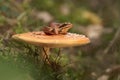 Common frog Rana temporaria and the mushroom Toadstool Royalty Free Stock Photo