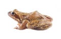 Common frog, Side view, isolated on white background Royalty Free Stock Photo