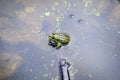 Common frog, Rana temporaria, singing on water with dirty green leaves and dust, in a lake in a sunny summer day