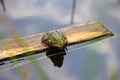 The common frog, Rana temporaria, sitting on a wooden board in the pond with blue sky reflection.