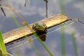 The common frog, Rana temporaria, sitting on a wooden board in the pond with blue sky reflection.