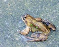 Common Frog - Rana temporaria. Royalty Free Stock Photo