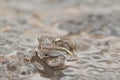 Common Frog(Rana temporaria) Royalty Free Stock Photo