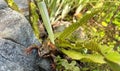 Common frog resting on a rock under plants Royalty Free Stock Photo