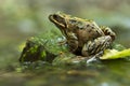 Common Frog