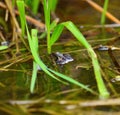 Common frog in a water puddle Royalty Free Stock Photo