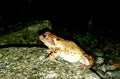 TheÃÂ common frogÃÂ &;Rana temporaria& ;, also known as theÃÂ European common frog,ÃÂ European common brown frog, Royalty Free Stock Photo