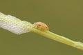 A cute Common Froghopper Philaenus spumarius also called spittlebug or cuckoo spit insect on the stem of a plant with its spittl