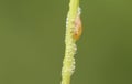 A cute Common Froghopper Philaenus spumarius also called spittlebug or cuckoo spit insect on the stem of a plant with its spittl Royalty Free Stock Photo