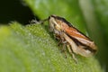 Common Froghopper, A stunning Common Froghopper Philaenus Spumarius also known as spittlebug. The nymphs of the froghopper live