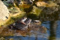 Common frogs looking like they are in love in a wildlife garden pond