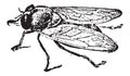 Common Fruit Fly or Drosophila melanogaster, vintage engraving Royalty Free Stock Photo